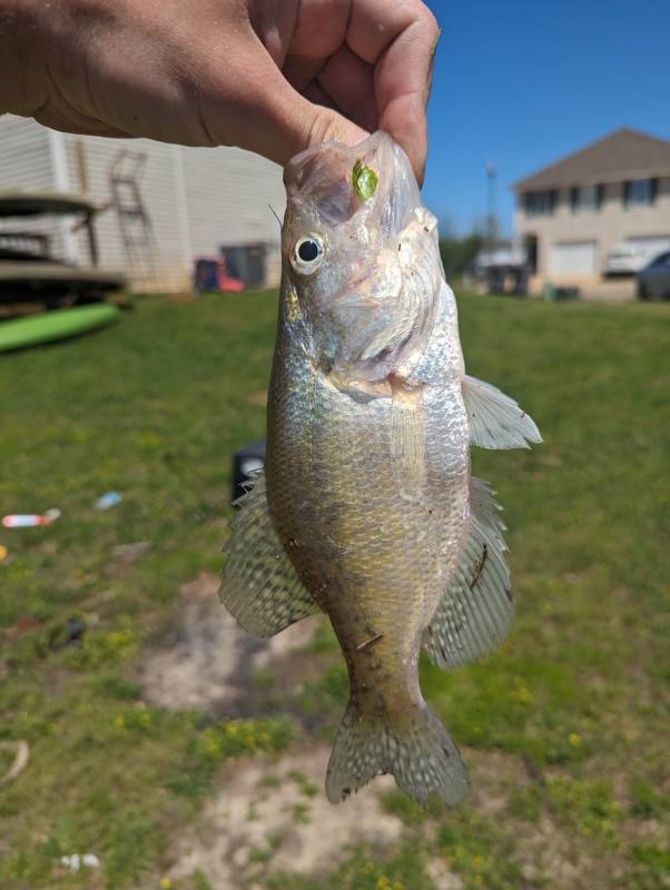 White crappie in Mississippi