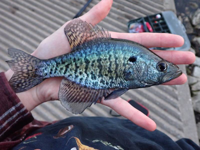 White crappie in Keosauqua