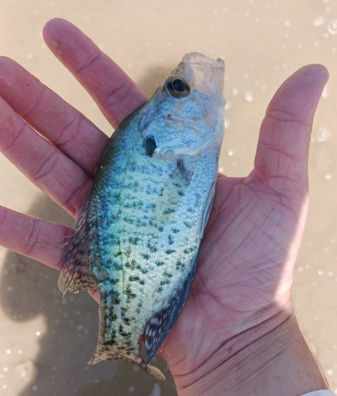 White crappie in Claude
