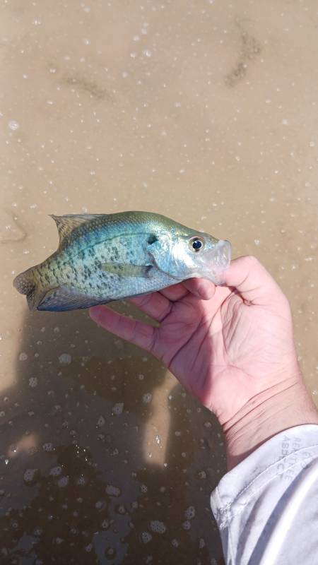 White crappie in Claude