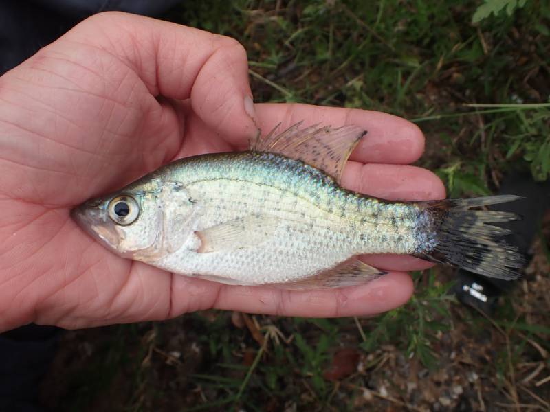 White crappie in Cleveland
