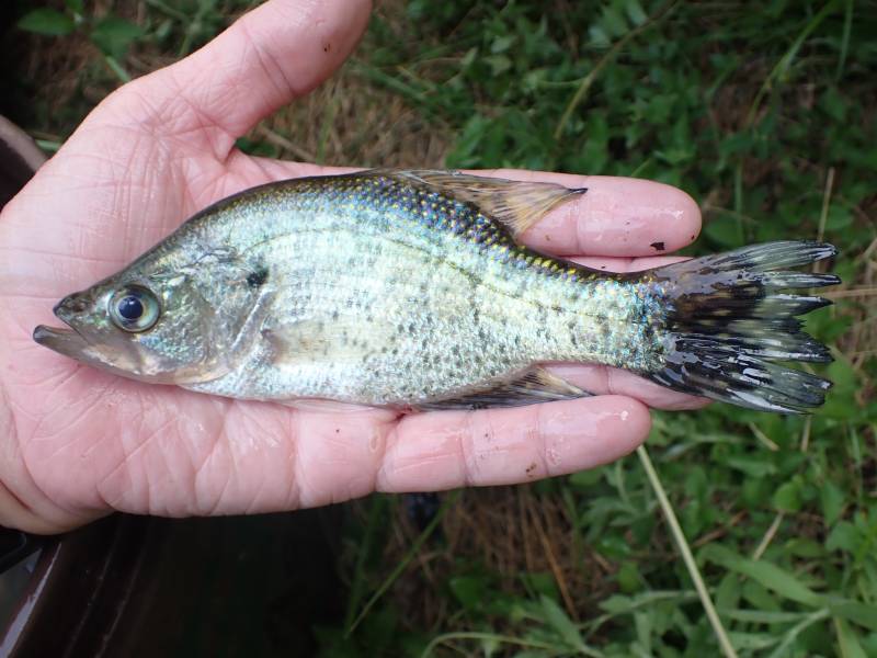 White crappie in Cleveland