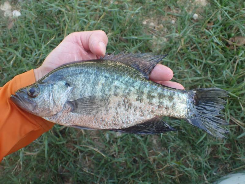 White crappie in New Waverly