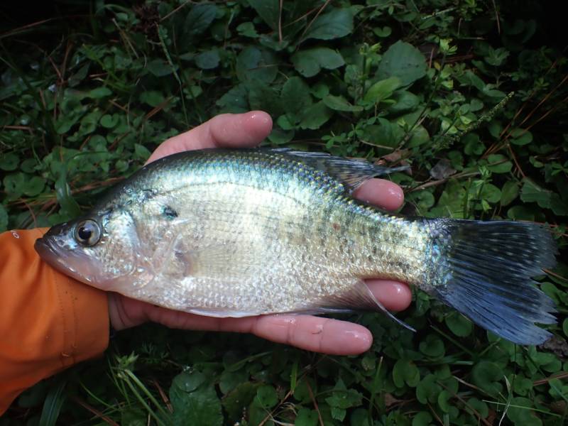 White crappie in Cleveland