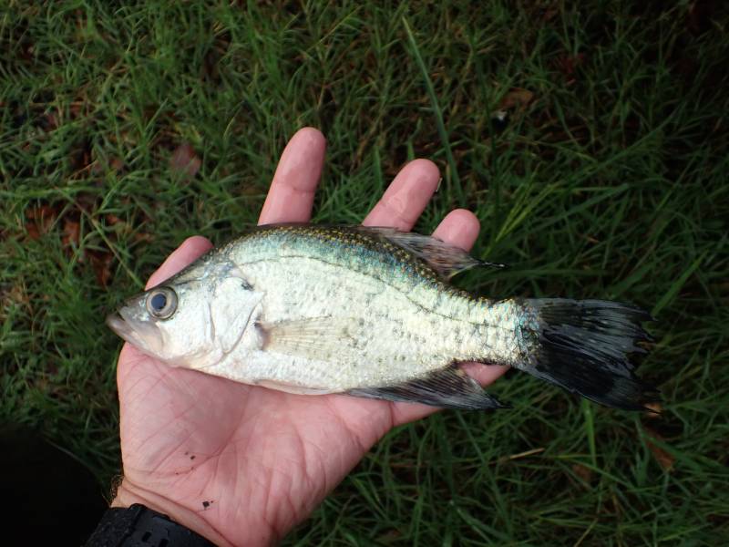 White crappie in New Waverly