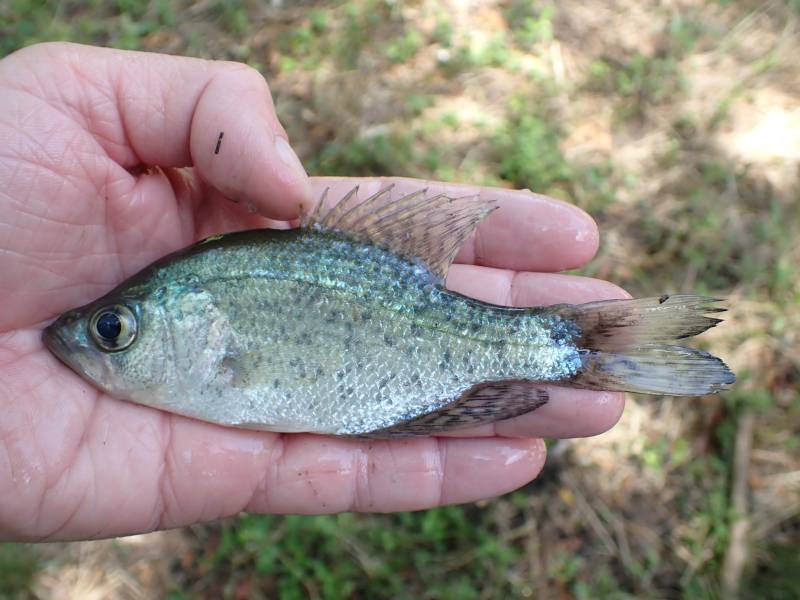 White crappie in New Waverly