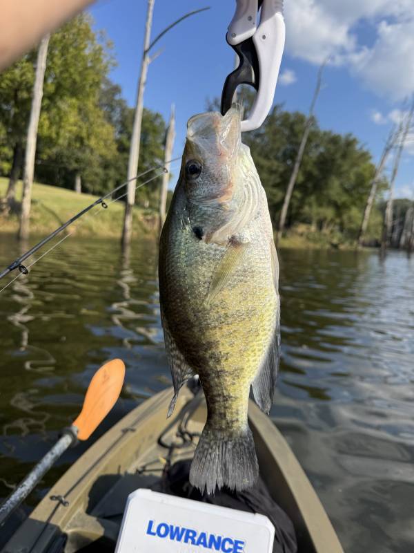 White crappie in Eclectic
