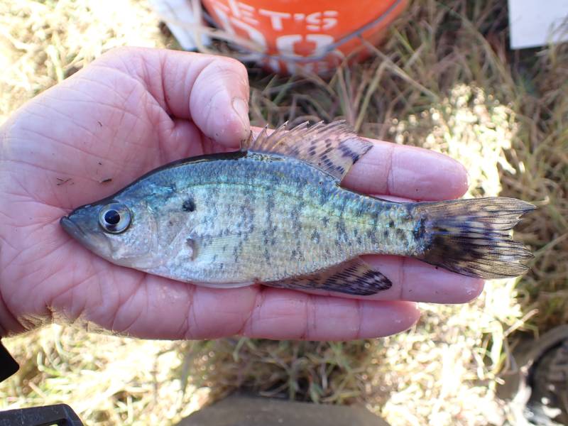 White crappie in Columbus