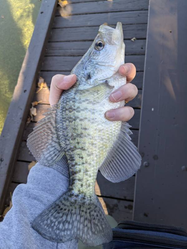 White crappie in Cardington
