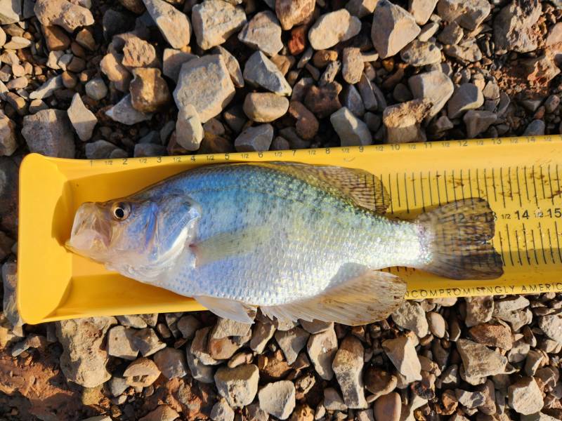 White crappie in Tennessee