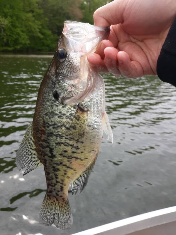 White crappie in Rocky River