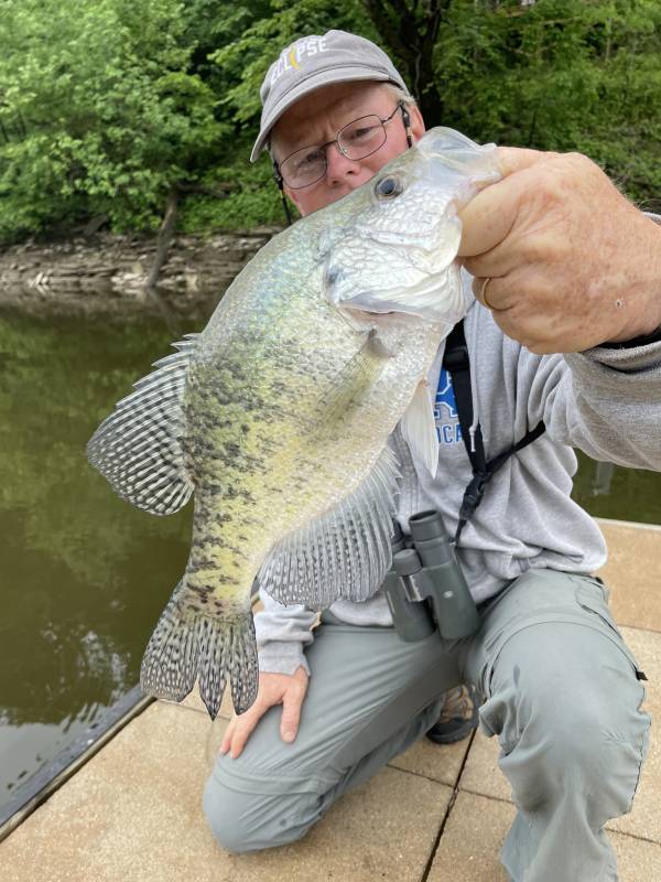 White crappie in Dix River
