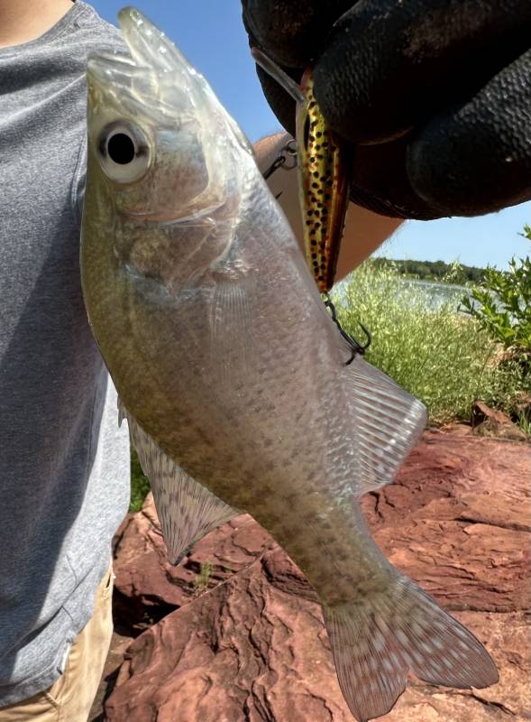 White crappie in Harrah