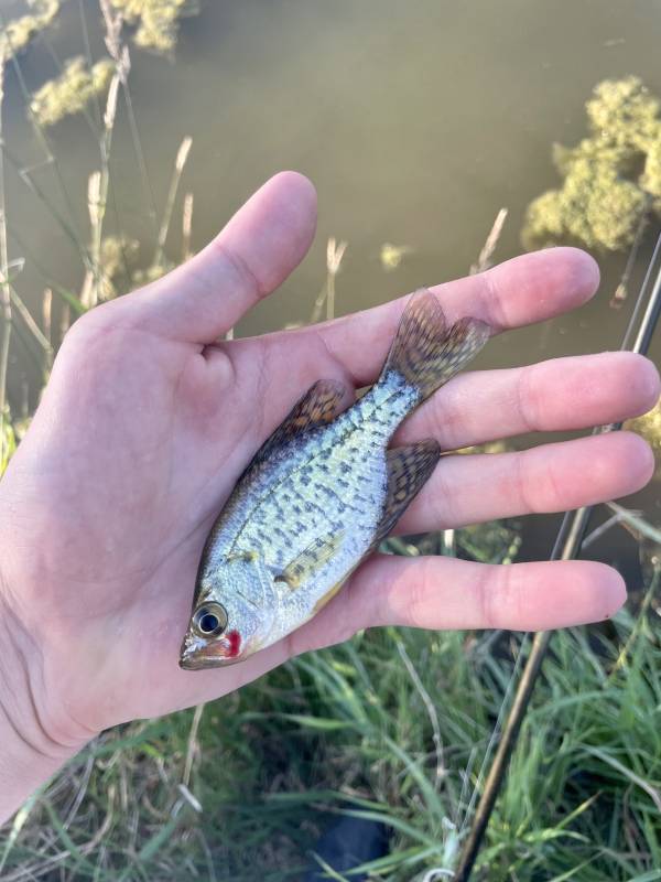 White crappie in Norwalk