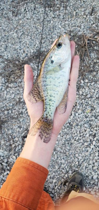White crappie in Keosauqua