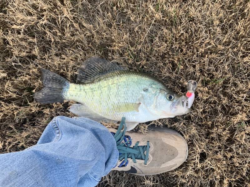 White crappie in Lueders