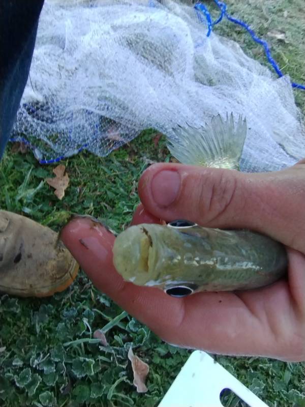 White crappie in Lakewood Village