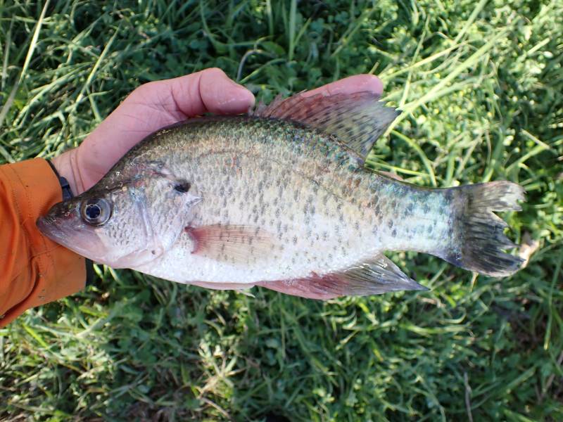 White crappie in Brazoria
