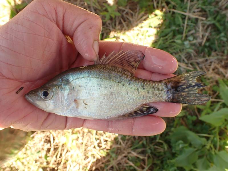 White crappie in Richmond