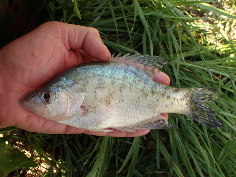 White crappie in Richmond