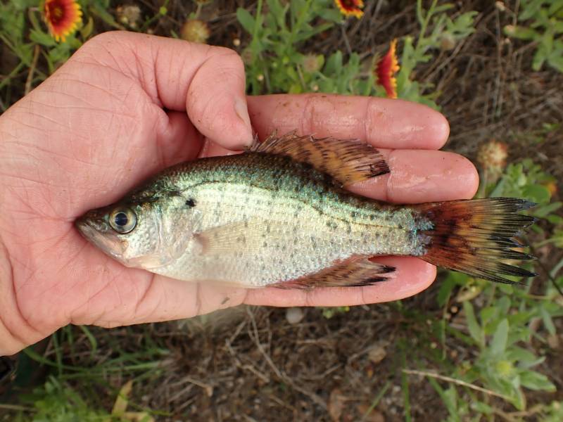 White crappie in Brazos Country