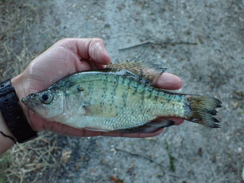 White crappie in Carmine