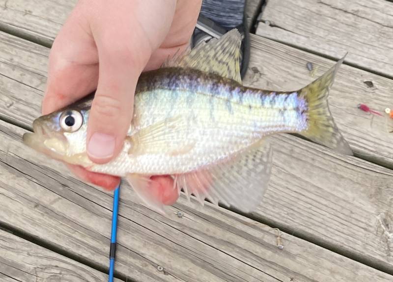 White crappie in Stroud