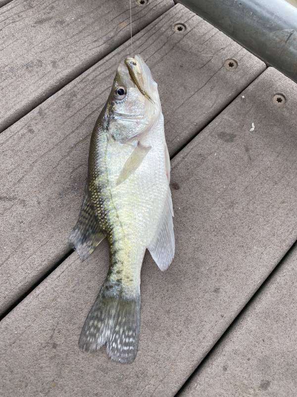 White crappie in Harrah