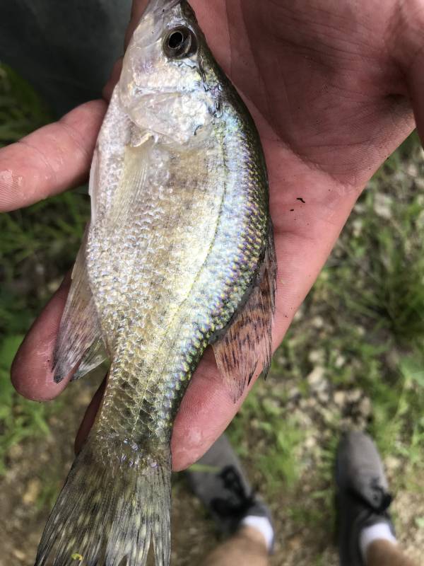 White crappie in Junction City