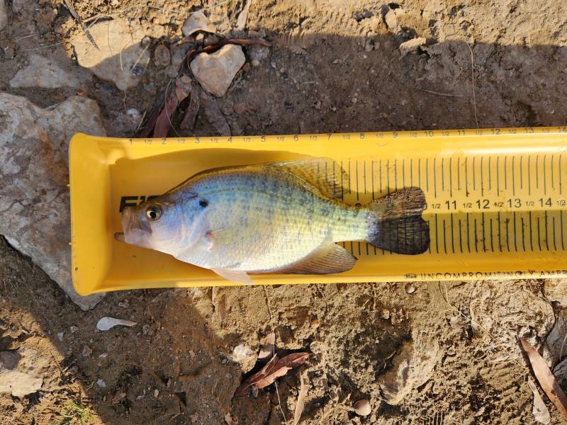 White crappie in Tennessee