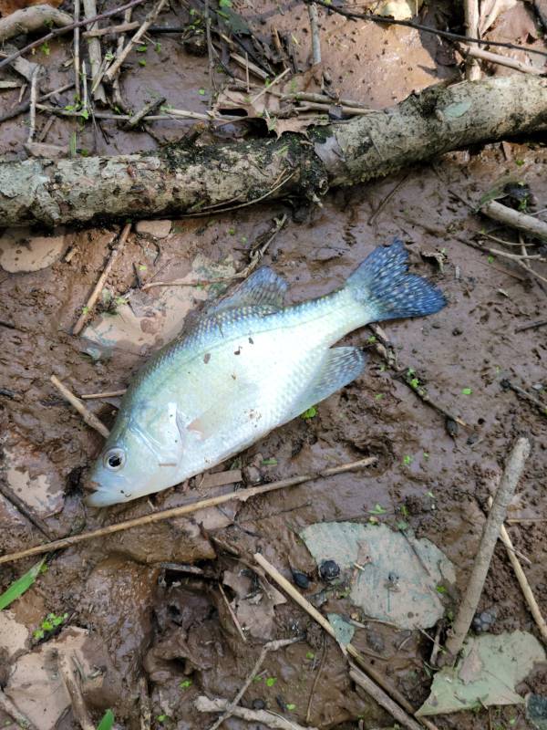White crappie in Athens