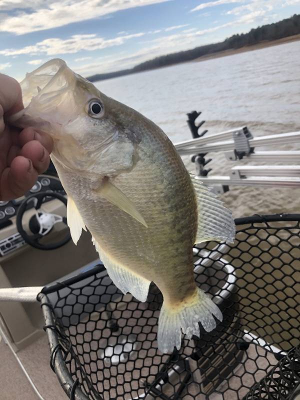 White crappie in Batesville