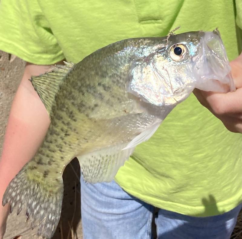 White crappie in Oklahoma