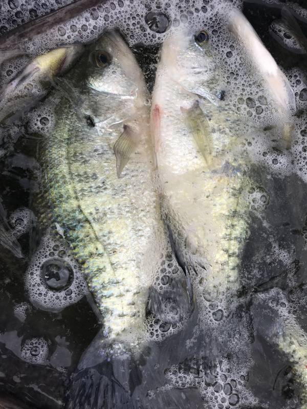 White crappie in Junction City