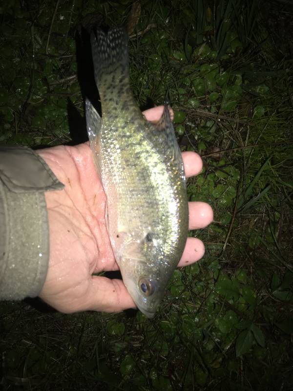 White crappie in Madisonville