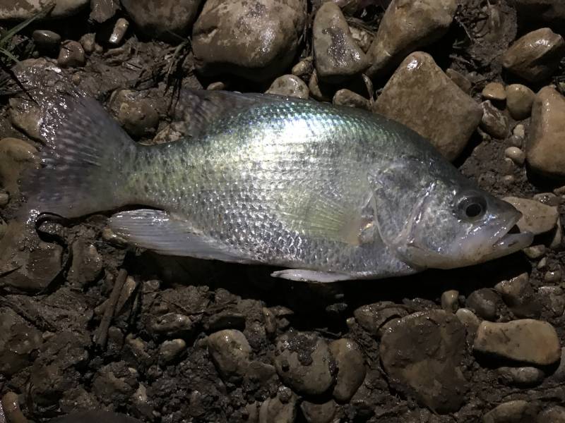 White crappie in San Angelo