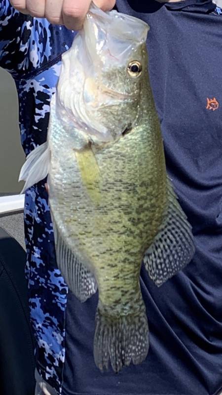 White crappie in Lueders