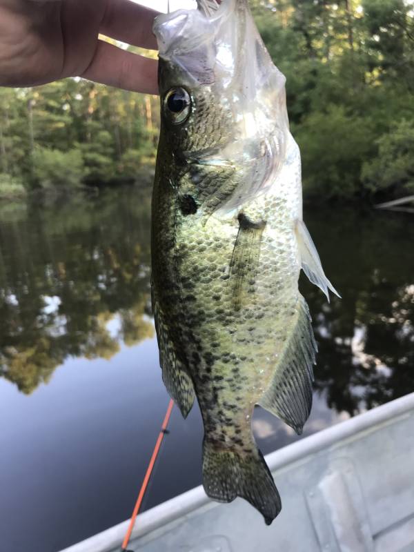 White crappie in Kilgore
