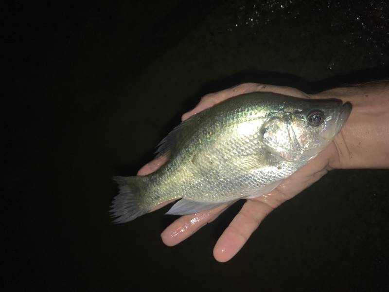 White crappie in Carmine