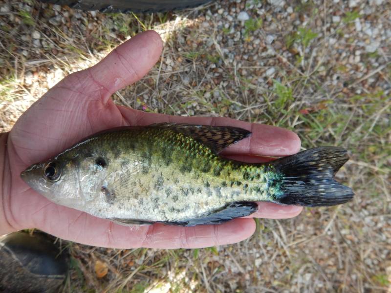 White crappie in Carmine