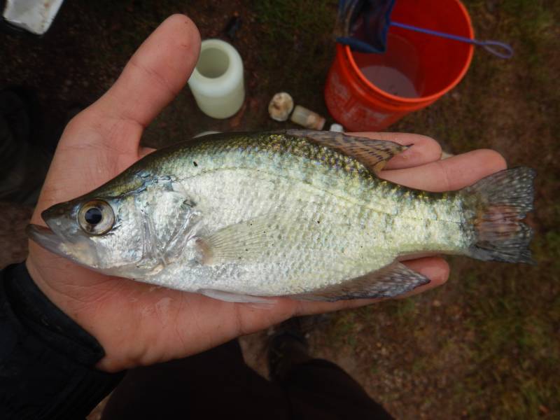 White crappie in Fulton