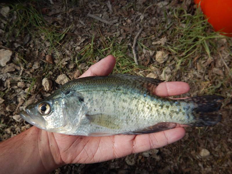 White crappie in Ranger