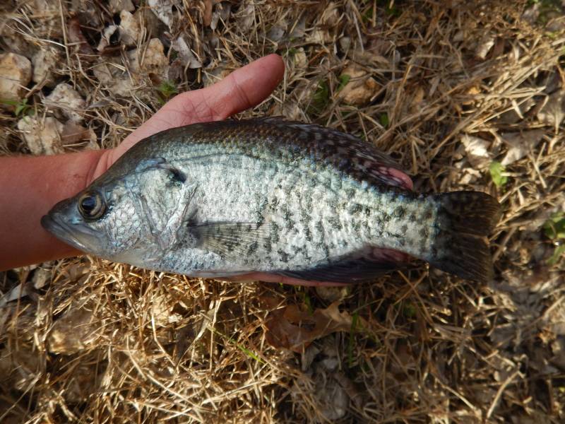 White crappie in Ranger