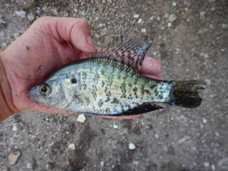 White crappie in Bartlett