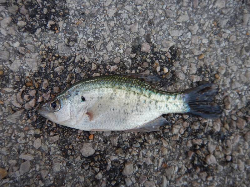 White crappie in Bartlett