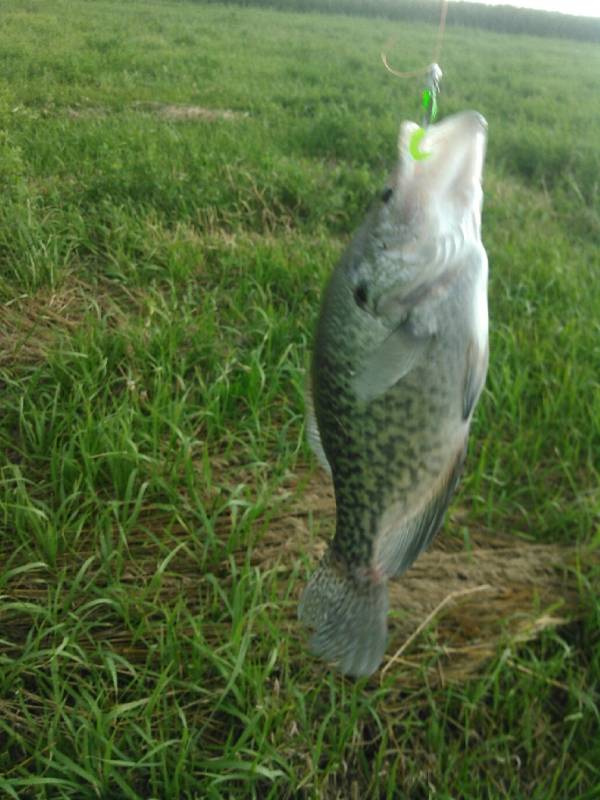 White crappie in Norwalk