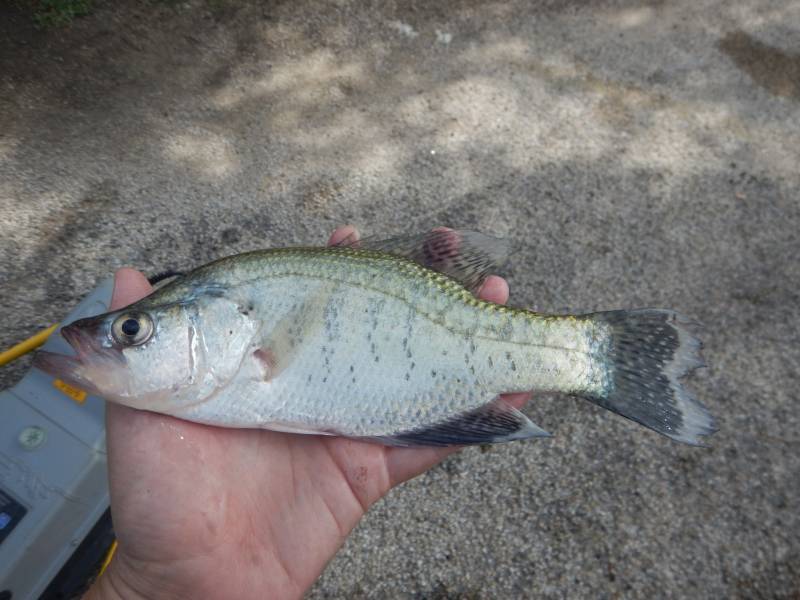 White crappie in Killeen