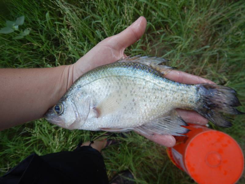 White crappie in Santa Anna