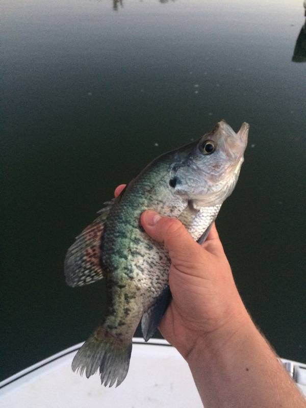 White crappie in Lake Lyndon B. Johnson