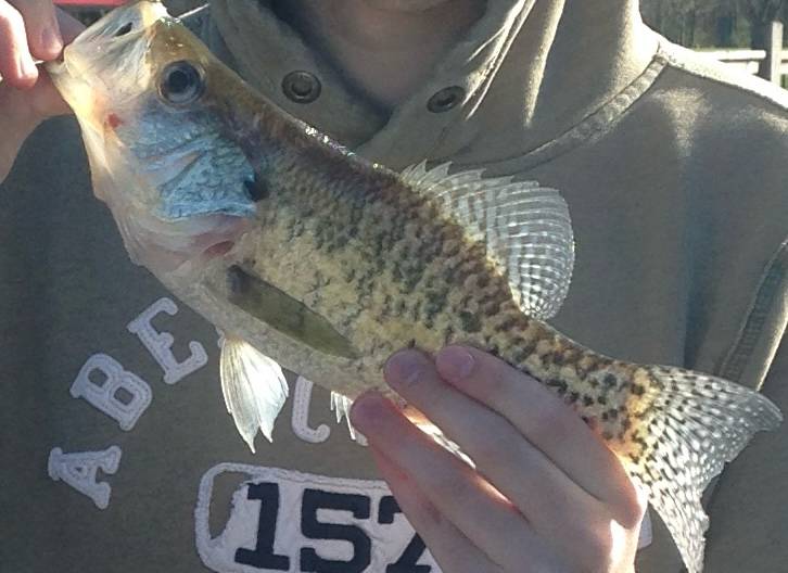 White crappie in Enon